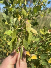 Goodia medicaginea