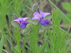 Polygala gracilenta