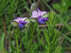 Polygala gracilenta