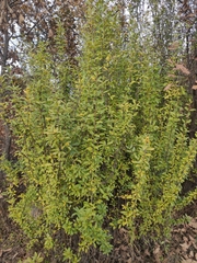 Ligustrum vulgare