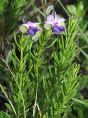 Polygala gracilenta