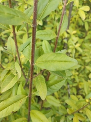 Ligustrum vulgare