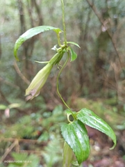 Tripterospermum lanceolatum