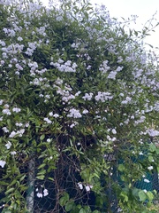 Solanum laxum