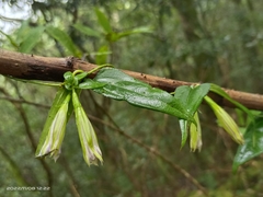 Tripterospermum lanceolatum