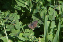 Zizeeria knysna