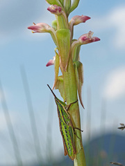 Satyrium longicauda
