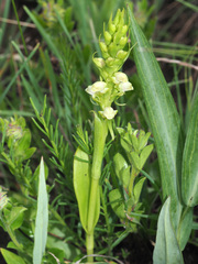Satyrium microrrhynchum