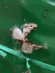 Xanthorhoe fluctuata