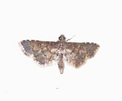 Lamprosema