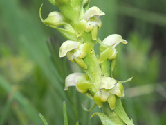 Satyrium microrrhynchum