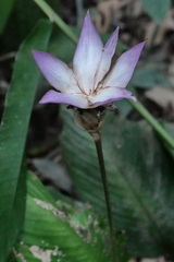 Goeppertia loeseneri