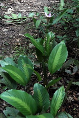 Goeppertia loeseneri