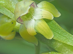 Satyrium microrrhynchum