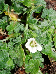 Geranium brevicaule