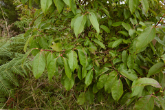 Lyonia ovalifolia
