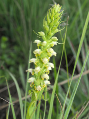 Satyrium microrrhynchum