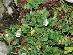 Geranium brevicaule