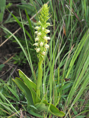 Satyrium microrrhynchum