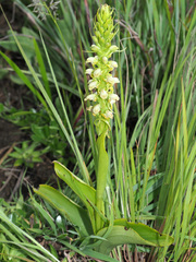 Satyrium microrrhynchum