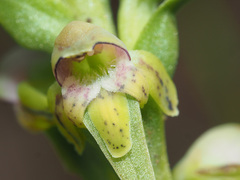 Satyrium microrrhynchum