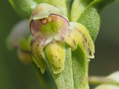 Satyrium microrrhynchum