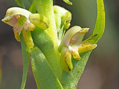 Satyrium microrrhynchum