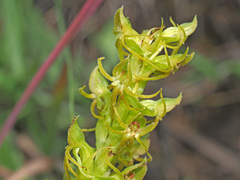 Habenaria lithophila