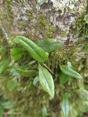 Lemmaphyllum diversum