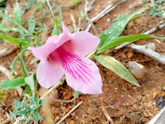 Dicerocaryum senecioides