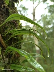 Lemmaphyllum diversum