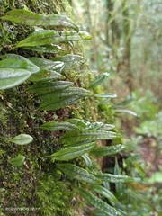 Lemmaphyllum diversum