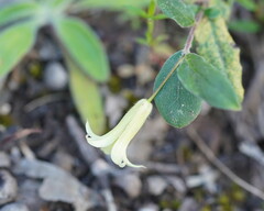 Billardiera mutabilis