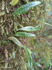 Lemmaphyllum diversum