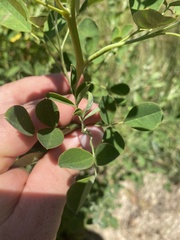 Goodia medicaginea