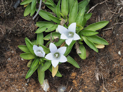 Craterocapsa tarsodes