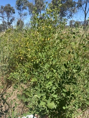 Goodia medicaginea