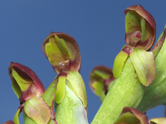 Disa brevicornis