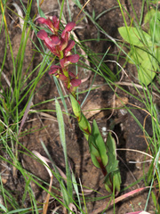 Disa brevicornis