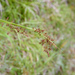 Carex filicina - Photo (c) Cheng-Tao Lin, algunos derechos reservados (CC BY), subido por Cheng-Tao Lin