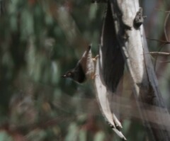 Daphoenositta chrysoptera
