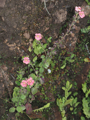 Jamesbrittenia breviflora