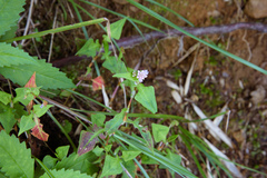 Persicaria runcinata