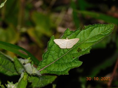 Scopula perlata