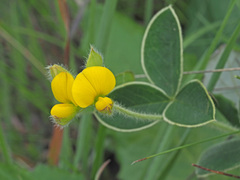 Argyrolobium marginatum