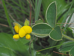 Argyrolobium marginatum