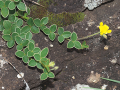 Argyrolobium marginatum