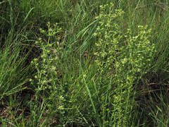 Alepidea setifera