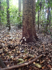 Coprinellus disseminatus