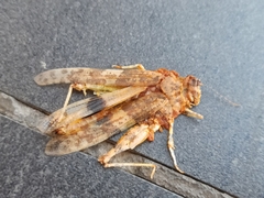 Sphingonotus sublaevis